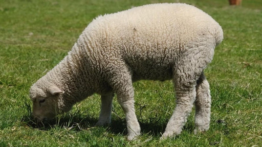 A fluffy white sheep grazes on green grass in a sunny field.