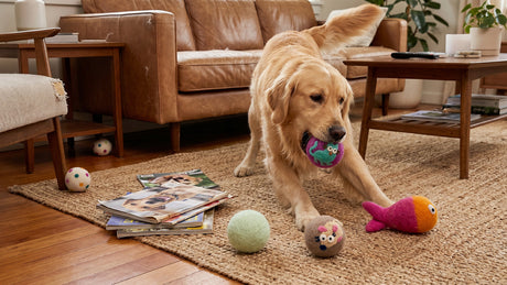 Pet Toys That Can Handle a Little Chaos Without Damaging Your Home