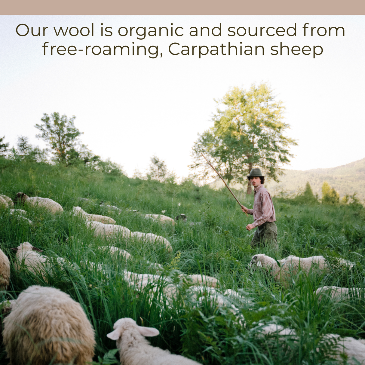 A man with a stick stands in a field of sheep, their fleeces reminiscent of the Carpathian wool used in the handcrafted Zirka (Star) Wool Wall Hanging.