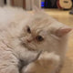 Love Ewe Handmade Felt Pet Toys for Cats, Kittens, Dogs, Small Pets: Roll the Mice