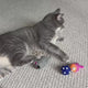 Love Ewe Handmade Felt Pet Toys for Cats, Kittens, Dogs, Small Pets: Roll the Mice